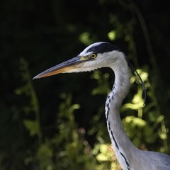 Ardea cinerea