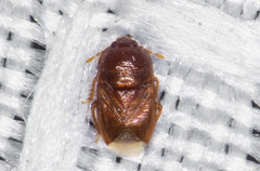 Amnestus pusillus