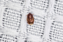 Amnestus pusillus
