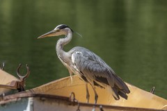 Ardea cinerea