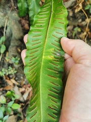 Asplenium scolopendrium scolopendrium