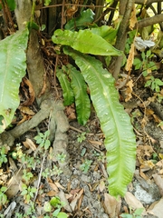 Asplenium scolopendrium scolopendrium