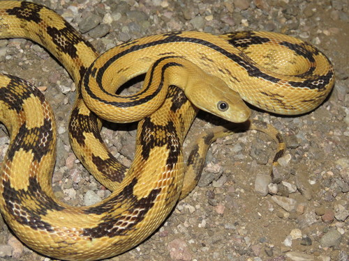 Trans-pecos Ratsnake