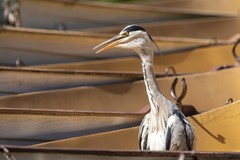 Ardea cinerea