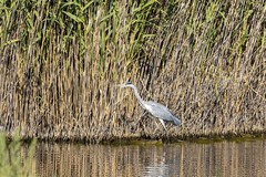 Ardea cinerea