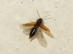 Adrastus pallens