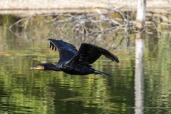 Phalacrocorax carbo