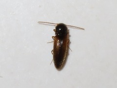 Adrastus pallens