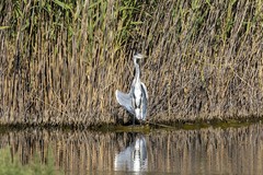 Ardea cinerea