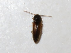 Adrastus pallens