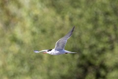 Sterna hirundo