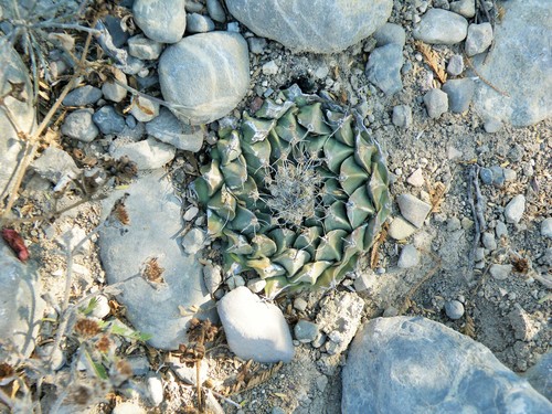 Obregonia denegrii