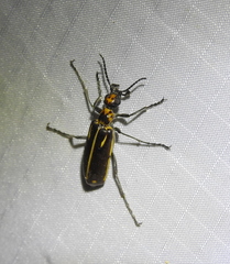 Pyrota insulata