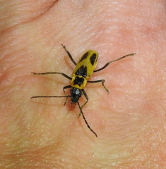 Chauliognathus scutellaris
