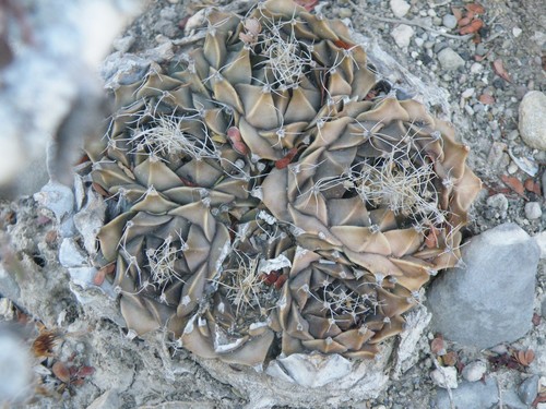 Obregonia denegrii