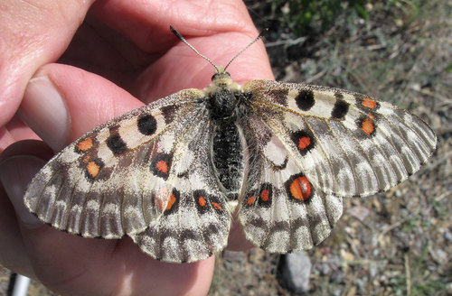 Rocky Mountain Parnassian