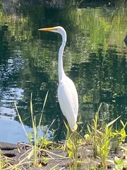 Ardea alba