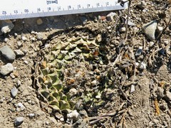 Obregonia denegrii