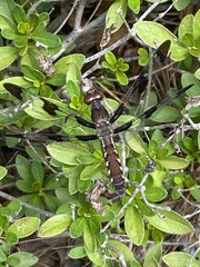 Plathemis lydia