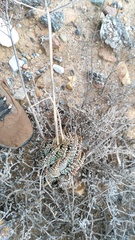 Tulista pumila