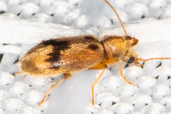 Notoxus desertus