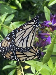 Danaus plexippus