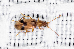 Notoxus desertus