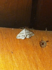 Perizoma parallelolineatum