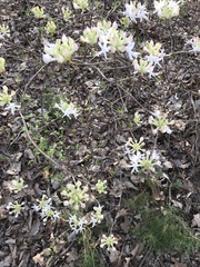 Rhododendron canescens