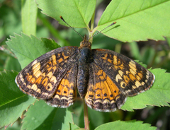 Phyciodes tharos orantain