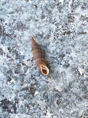 Alinda biplicata