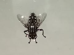 Diptera