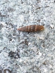 Alinda biplicata
