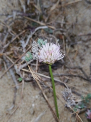 Jasione maritima