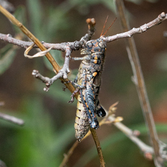 Agroecotettix modestus