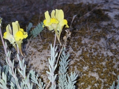 Linaria polygalifolia