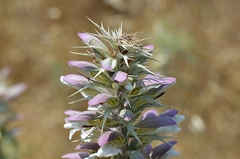 Acanthus spinosus