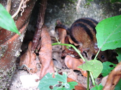 Monodelphis americana