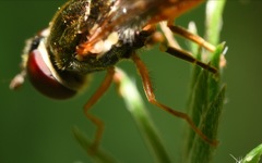 Platycheirus scutatus