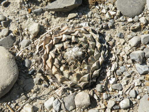 Obregonia denegrii