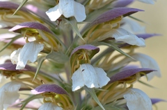 Acanthus spinosus
