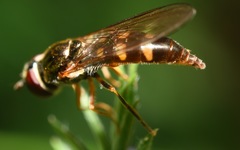 Platycheirus scutatus