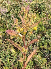 Solidago cuprea