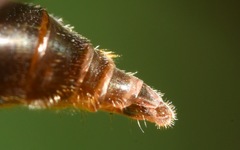 Platycheirus scutatus