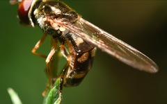 Platycheirus scutatus