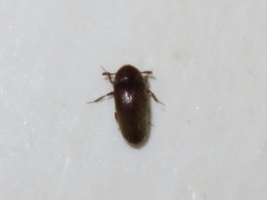 Trixagus dermestoides