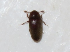 Trixagus dermestoides