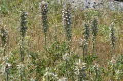 Acanthus spinosus