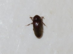 Trixagus dermestoides