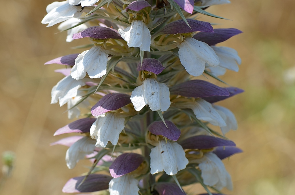 Acanthus spinosus — a medium houseplant, prefers full sun light